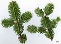 SpeciesSub: subsp. yulongxueshanensis